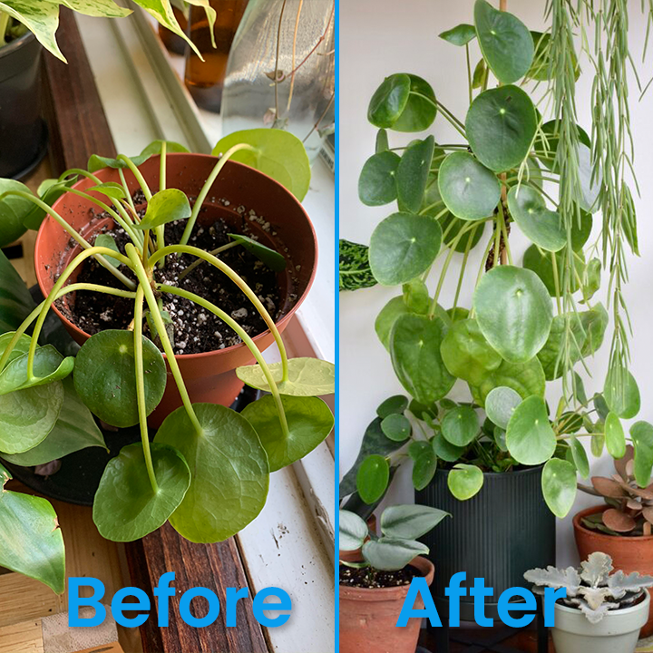 š„TikTok Hot Sellers- ComfortCornerUs⢠Pest Shield Plant Revitalizer