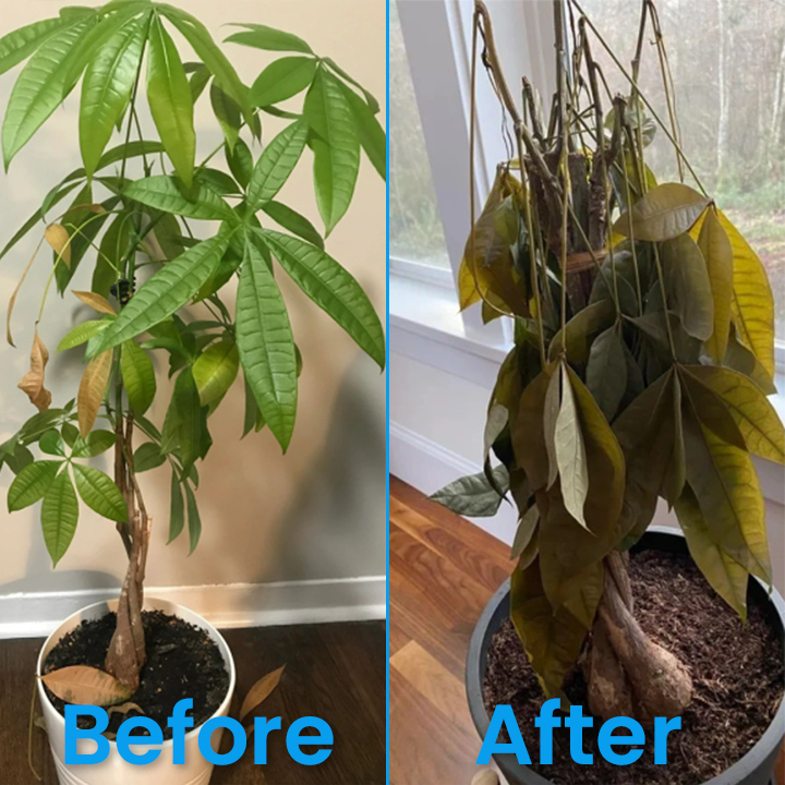 🔥TikTok Hot Sellers- ComfortCornerUs™ Pest Shield Plant Revitalizer