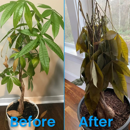 🔥TikTok Hot Sellers- ComfortCornerUs™ Pest Shield Plant Revitalizer