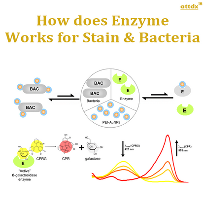 Enzymatic StainVanish Remover